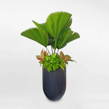 Cây phối kết cọ Nhật